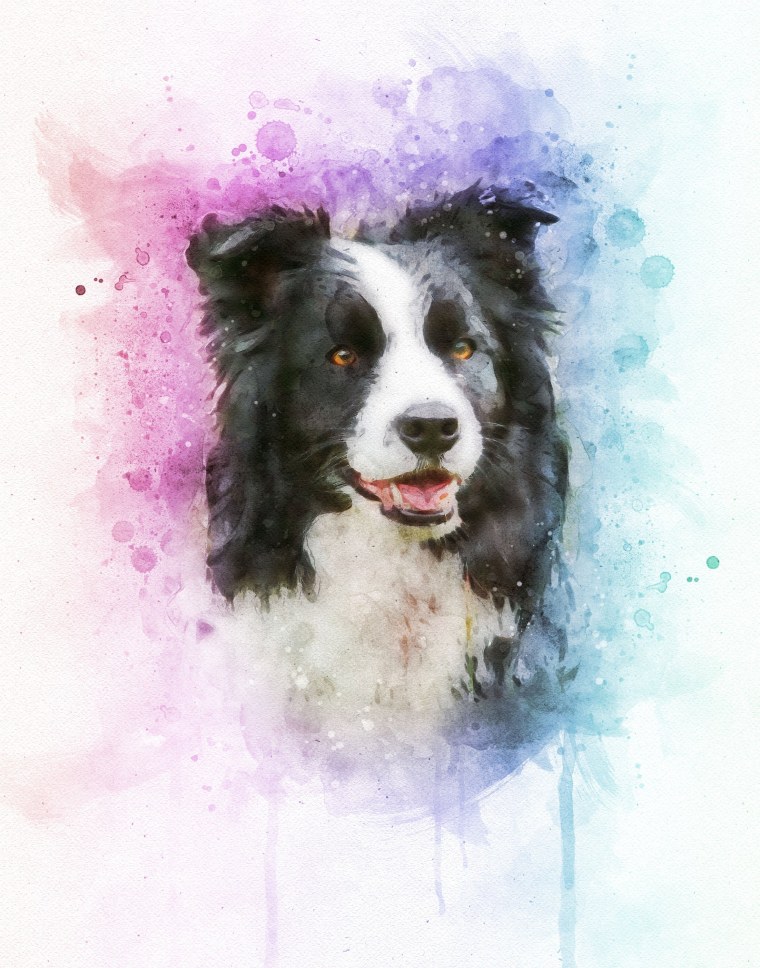 Бордер колли для срисовки