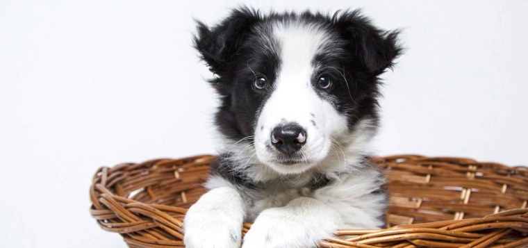 Бордер колли черно белый