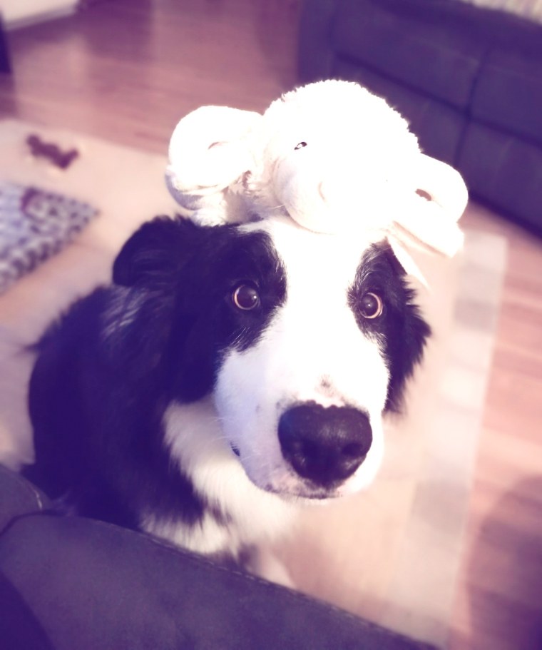 Бордер колли короткошерстный