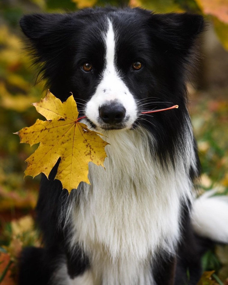 Бордер колли и шпиц