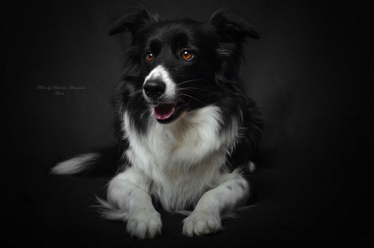 Бордер колли окрасы