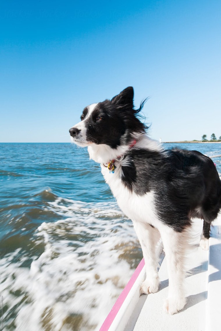 Бордер колли короткошерстный