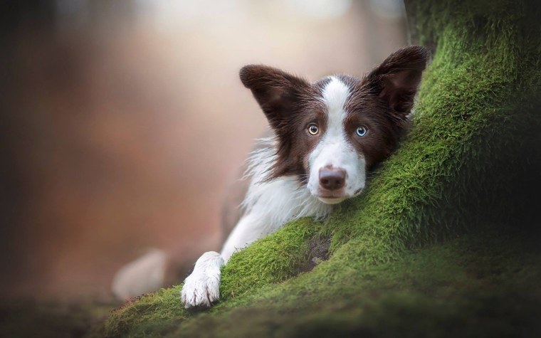 Бордер колли шоколадный