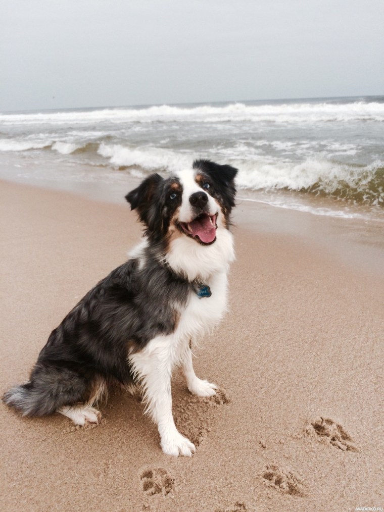 Собака на море