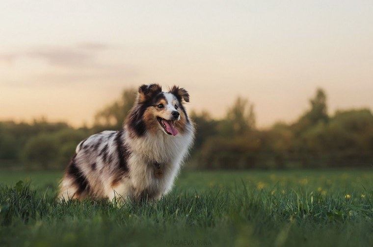 Бордер колли страшная