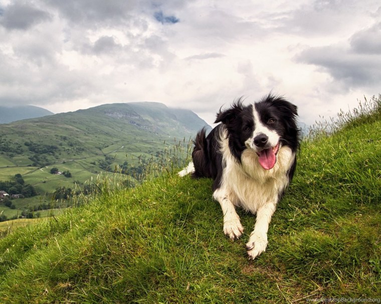 Имена для собак мальчиков бордер колли