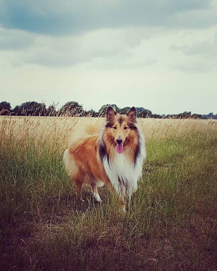 Порода собак Стэнли Карена