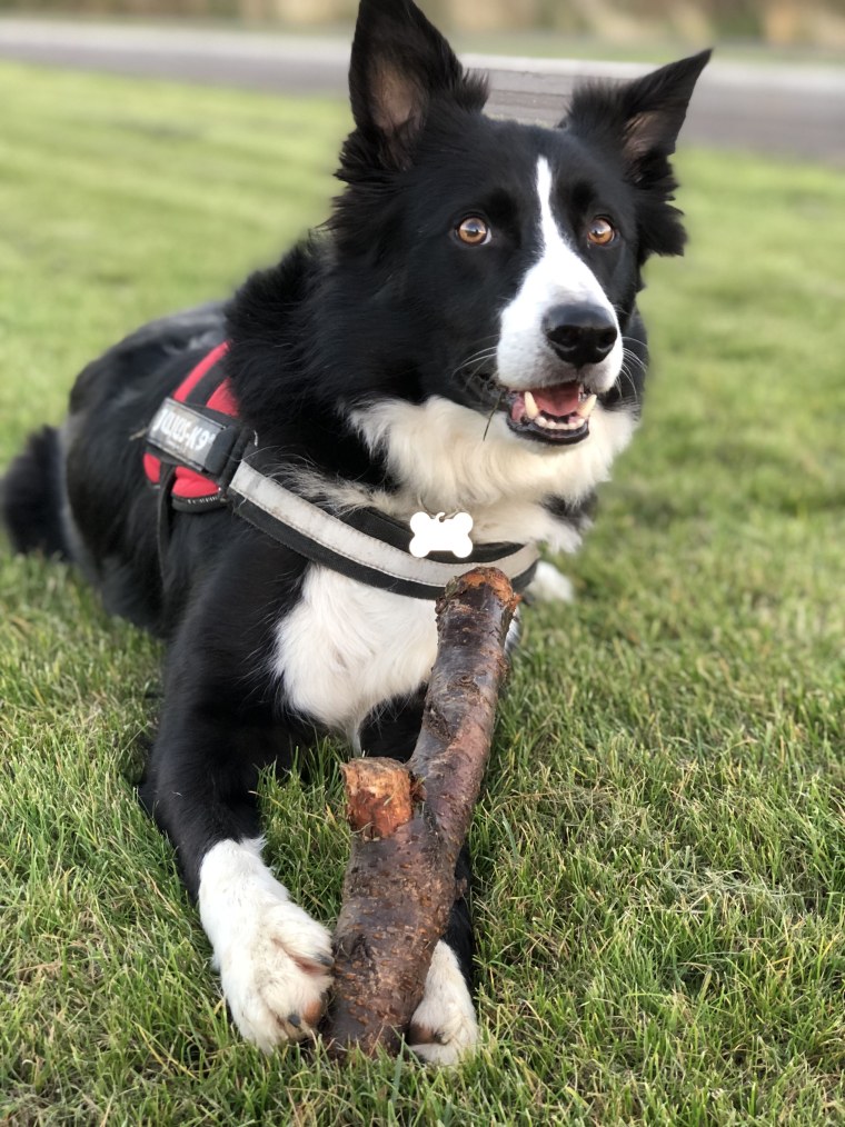 Бордер колли Эстетика