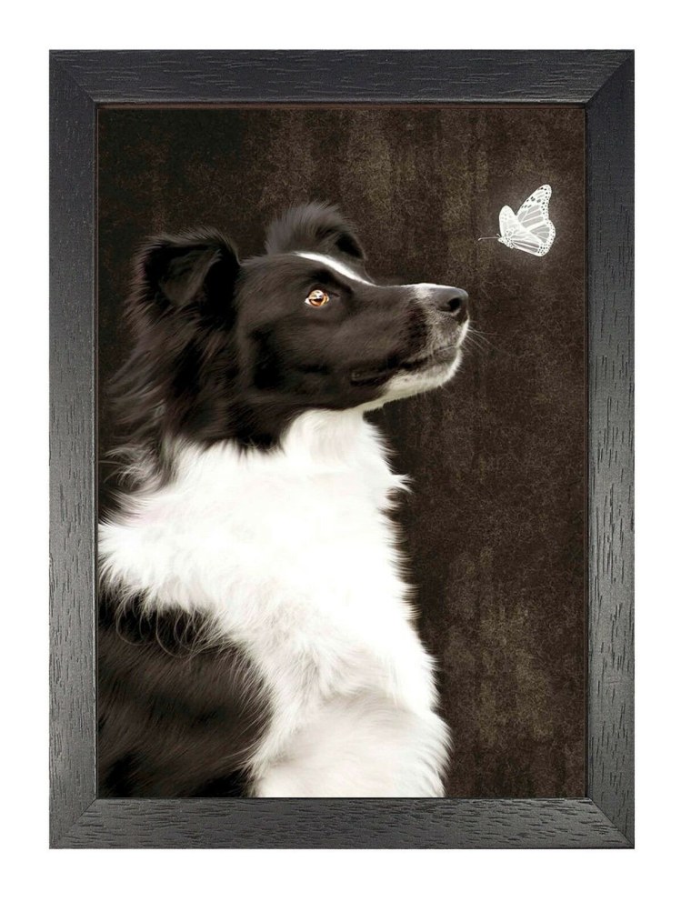 Бордер колли сбоку