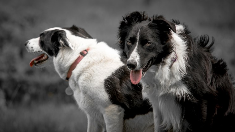 Ошейник для бордер колли