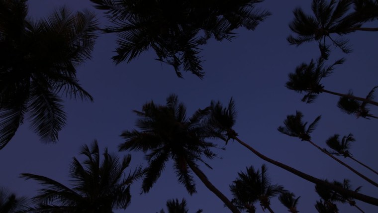 Синяя Пальма