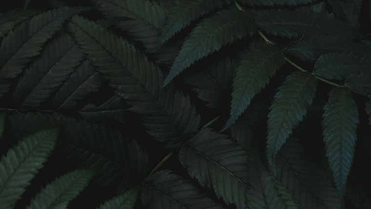 Дарк Академия Эстетика