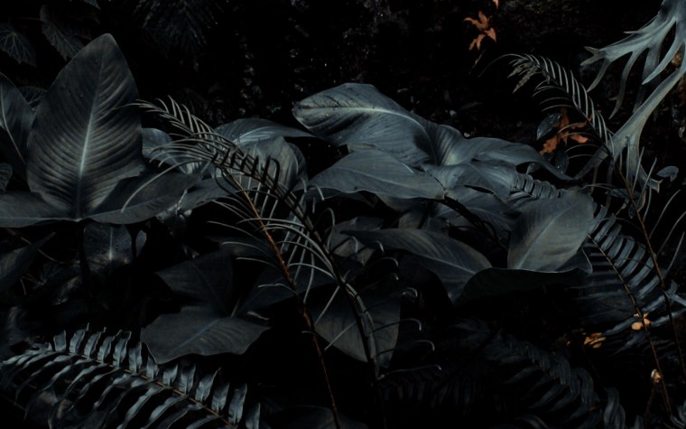 Тропические растения темные