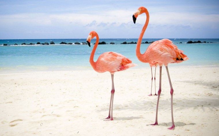 Фламинго ТГУ