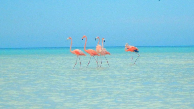 Розовый Фламинго птица