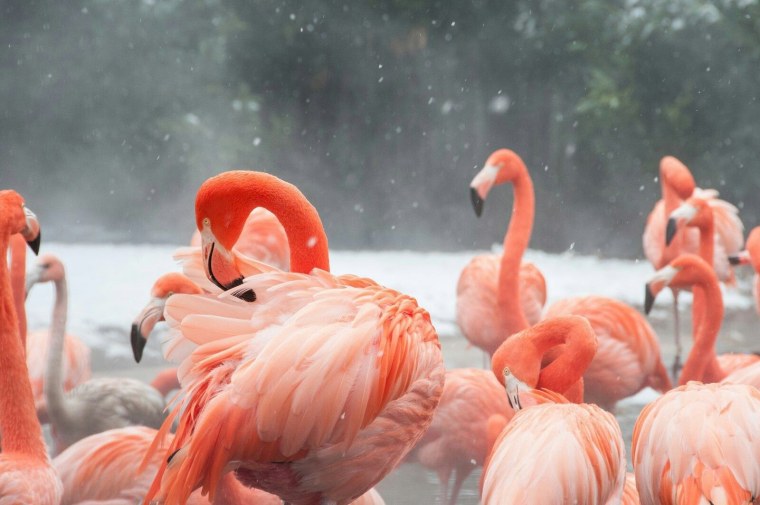 Фламинго обои