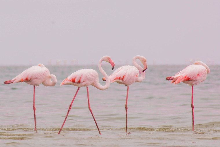 Обои с Фламинго для стен