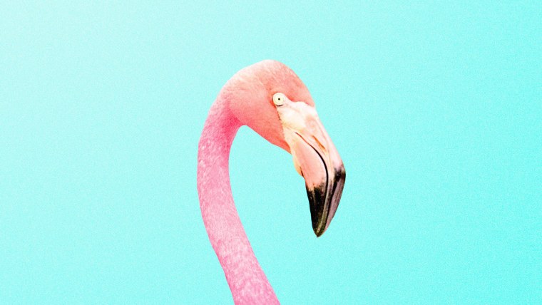 Фламинго на закате