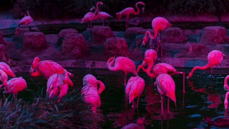 Розовый Фламинго Эстетика