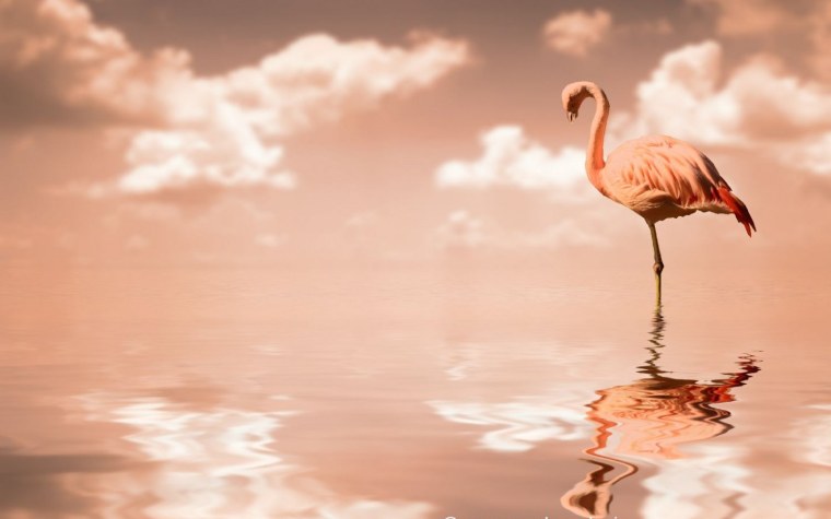 Постельное белье Этель евро Фламинго