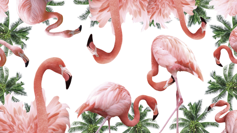 Обои на рабочий стол Минимализм цветы