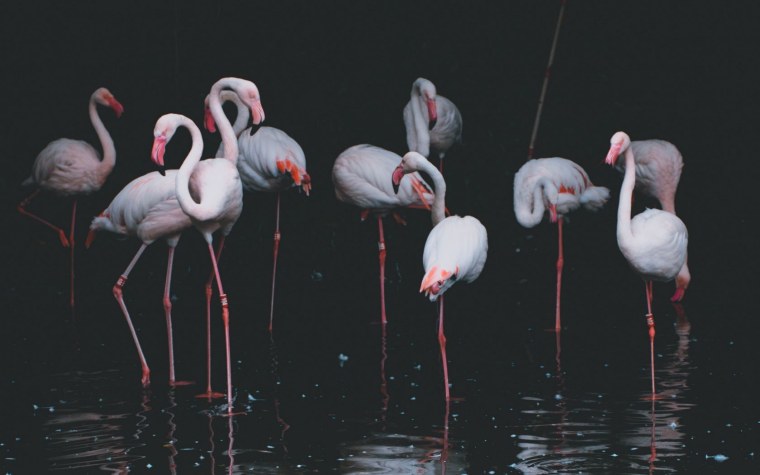 Фламинго в дикой природе