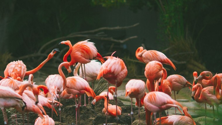 Красный Фламинго