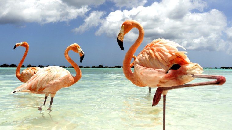 Фламинго на закате