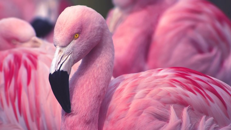 Кайо Коко Куба Фламинго