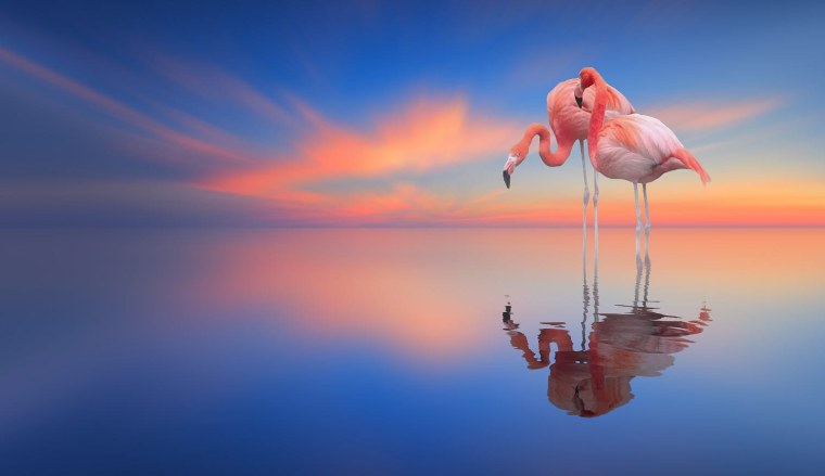 Фон Фламинго