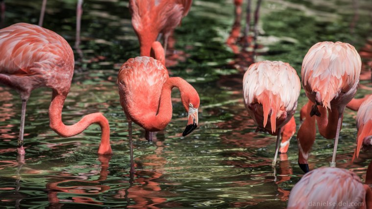 Розовый Фламинго