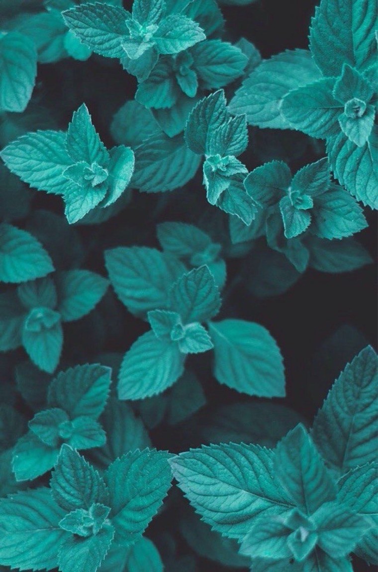 Цветы на мятном фоне