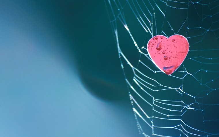 Сердце в паутине
