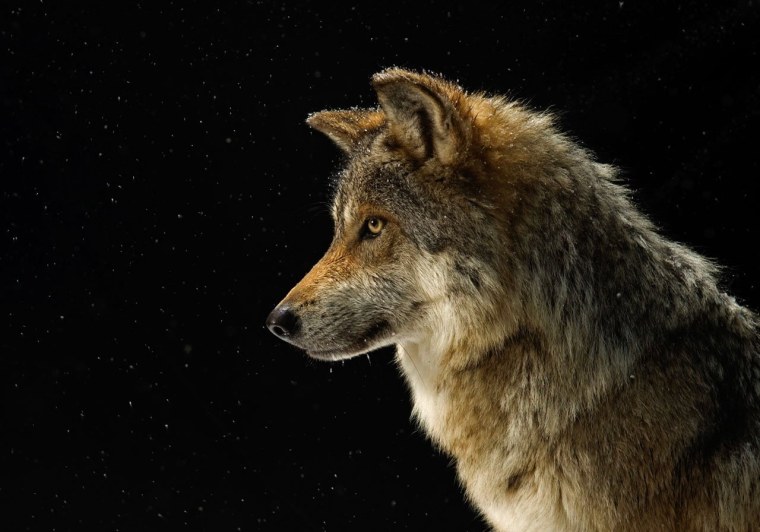 Картинки на рабочий стол волки