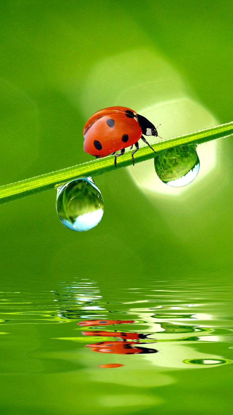 Салатовые Божьи коровки