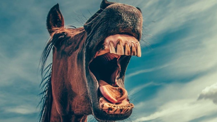 Бешеная лошадь