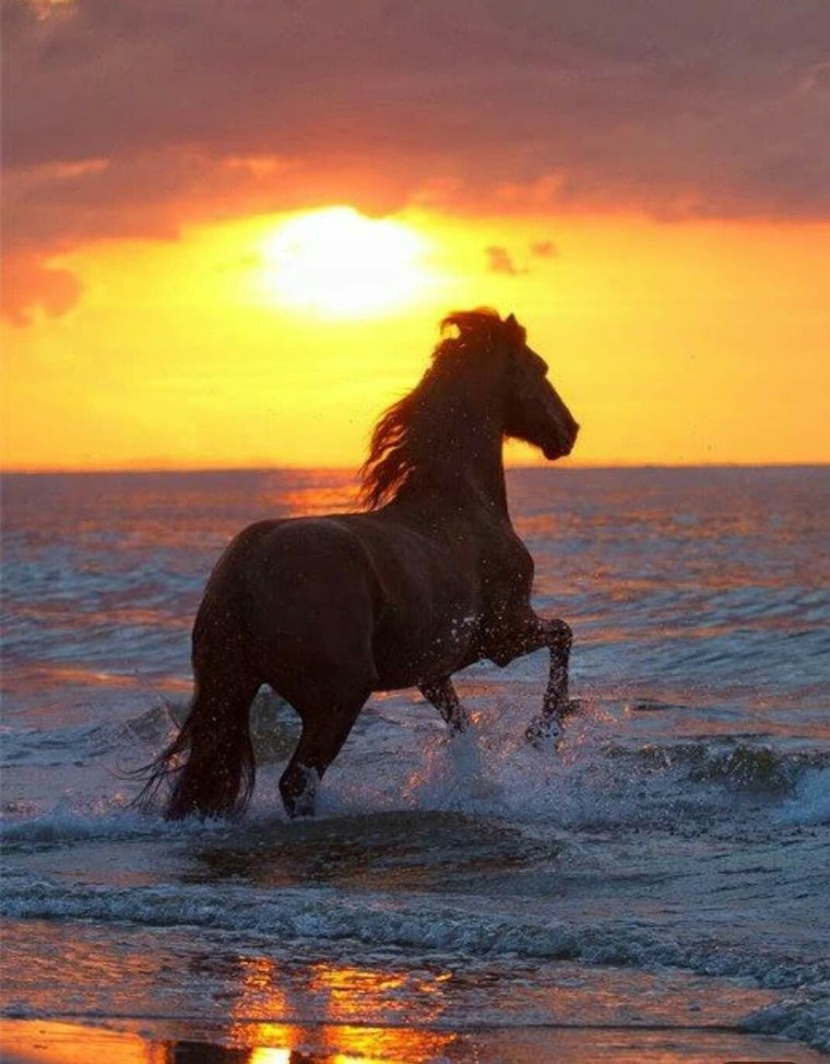 Конь прикол