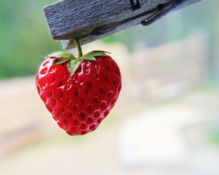 Земляника Садовая Белорусочка