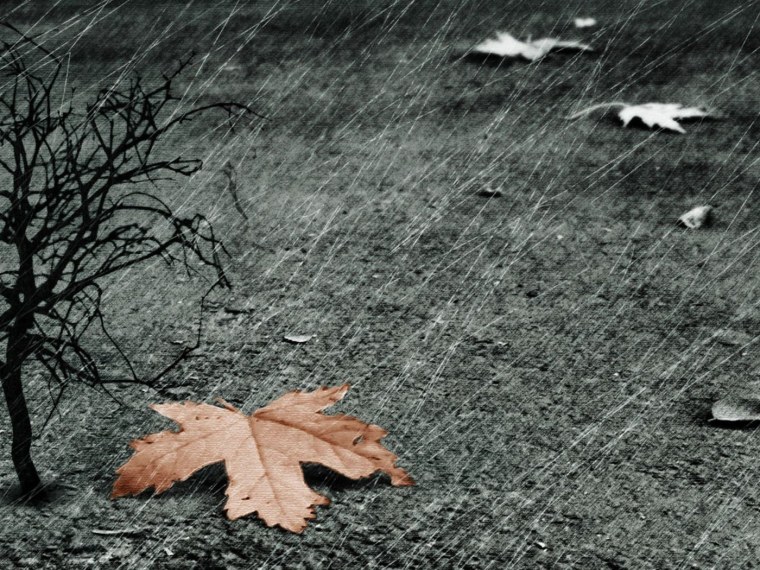 Дождь в лесу