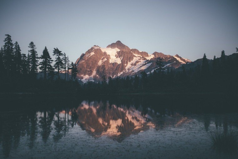 Пион Пинк Роуз