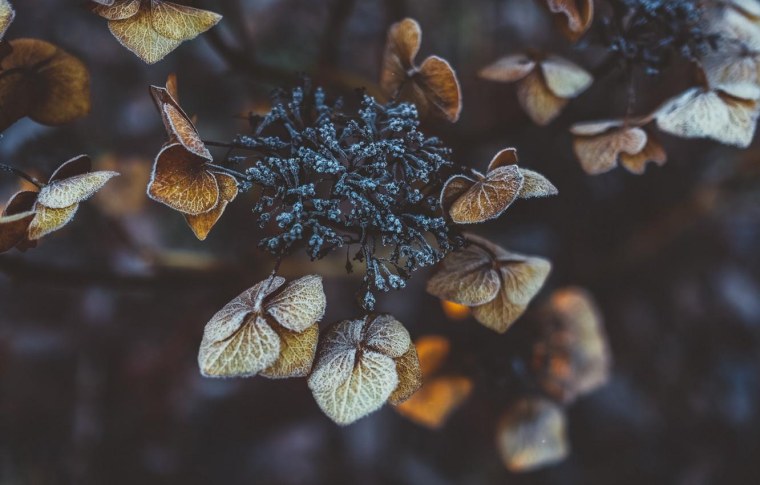 Красивые медузы