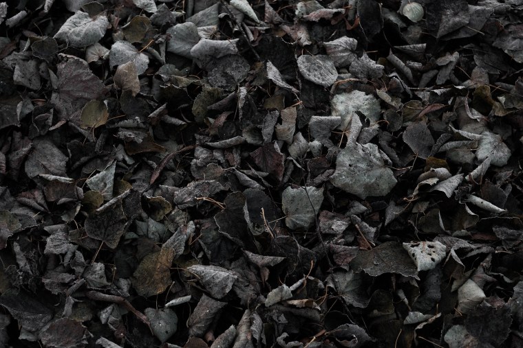 Гнилая листва