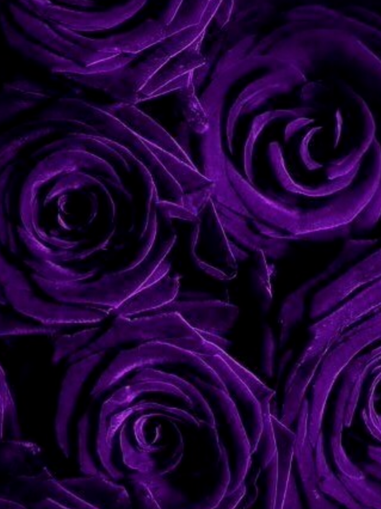 Роза Пурпл Симфони