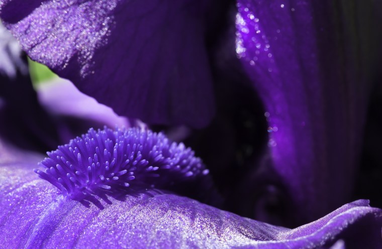 Фиолетовые цветы