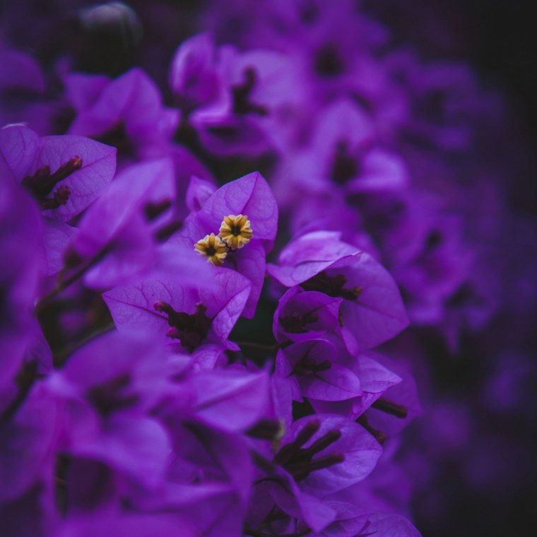 Фиолетовые цветы Эстетика