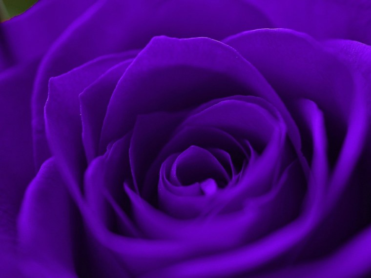 Роза Пурпл фиолетовый