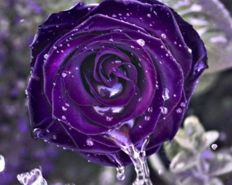 Роза Королевский бархат