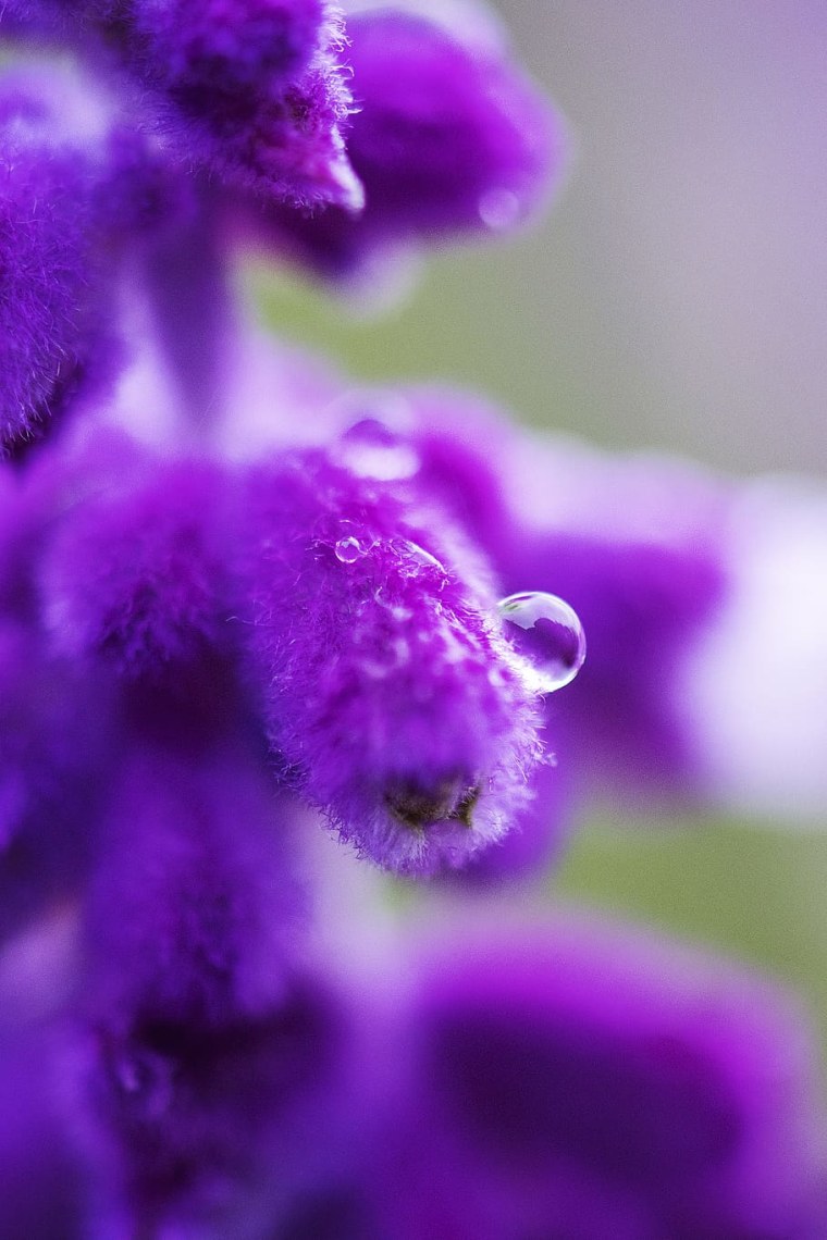 Пурпур в природе