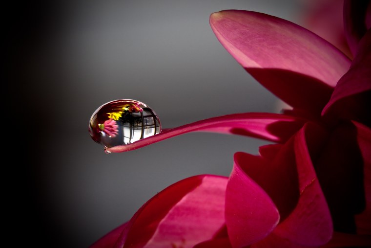 Макросъемка цветов