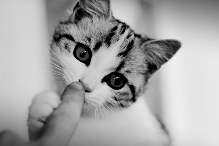 Милые кошечки